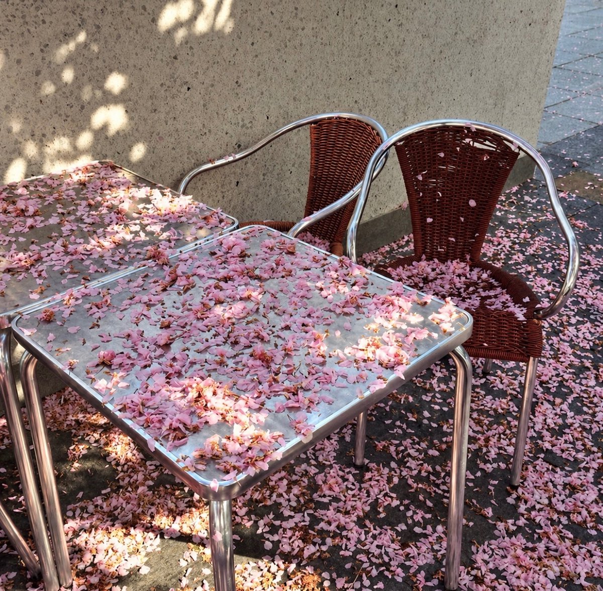 insperarise's tweet photo. petal-covered café 🌷 https://t.co/4E88njl2Lc