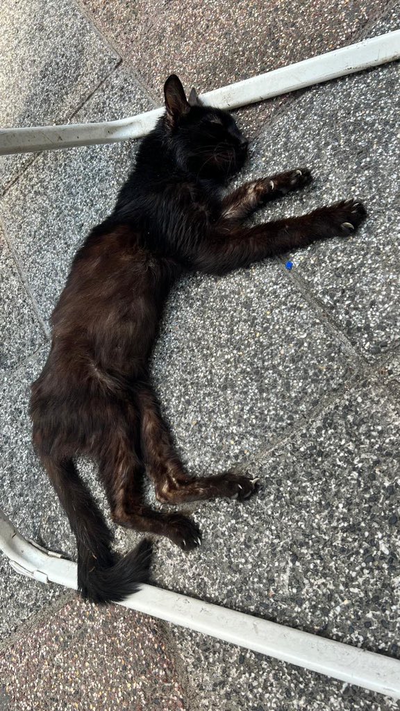 AtaturkBlack's tweet photo. Ölümün eşiğinden dönen bir canı, birlikte yeniden hayata bağlamanın tarifsiz mutluluğunu yaşıyoruz.

Before❤️After 

#Bursa hayvanseverler ekibimizin birlik ve beraberliği eşliğinde ölmek üzere olan sokak kedisini iyileştirdik,sahiplendirdik. 

#minikiçinadalet 
#miniğinsesiyiz https://t.co/YZPrANGKrT