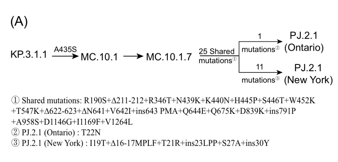 (A) Schematic evolutionary pathway and spike glycoprotein mutational profile of SARS-CoV-2
saltation variant PJ.2.1. PJ.2.1 (Ontario) and PJ.2.1 (New York) represent distinct clinical isolates.