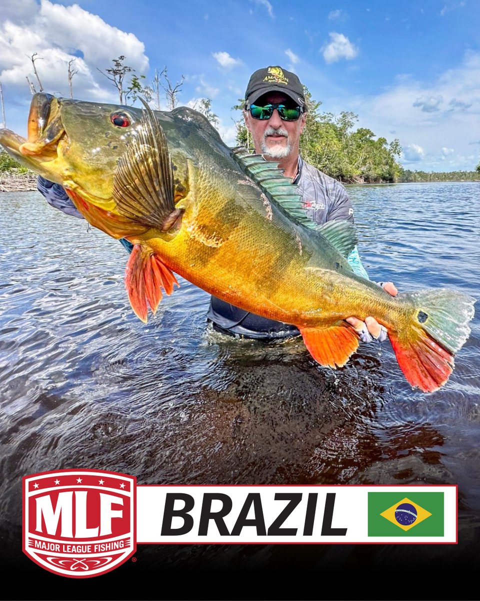 MajorLeagueFish's tweet photo. Major League Fishing is going global again! 

MLF announced the launch of MLF Brazil, the league’s first international division in South America and a major expansion into one of the world’s most diverse sportfishing destinations. 

Beginning in 2027, MLF Brazil will grow competitive fishing, create new opportunities for Brazilian anglers and showcase the country’s incredible fisheries to the world. During the four-year agreement, plans include progressive expansion with MLF-sanctioned competition across Brazil.

See the full story at https://t.co/fwrrzLxy8n.

#MLFBrazil #BassFishing #Brazil #PeacockBass