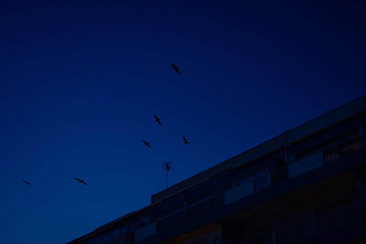 aninhalvex's tweet photo. uma caminhada na blue hour e uma câmera na mão https://t.co/1E6nOe7KD4