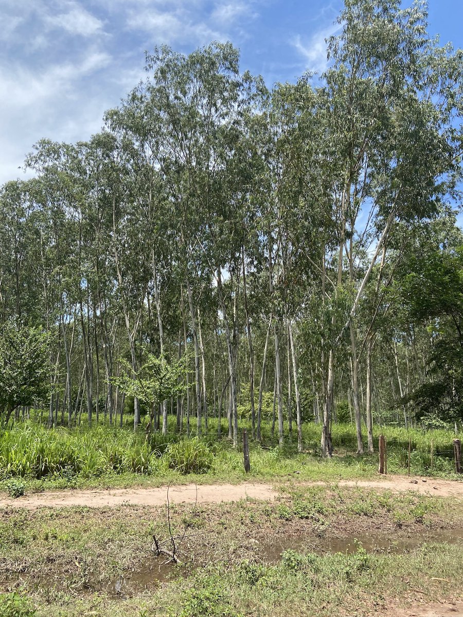 PlCodazzi tweet picture