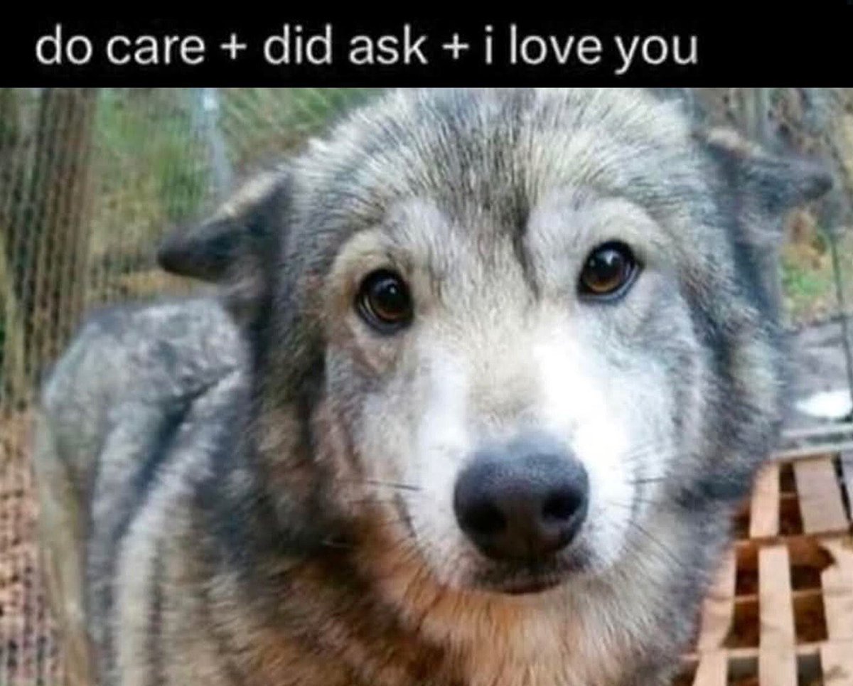 canidcomplex tweet picture