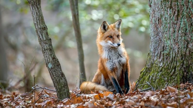 giveashitnature's tweet photo. If a fox turns up in your neighborhood, the correct response is to do nothing and feel lucky.

Foxes eat a lot of mice. One stomach study found rodents making up close to half the diet.

White-footed mice are the main reservoir for the Lyme bacterium in the eastern US. Ticks hatch clean and pick it up from their first blood meal, and 40 to 90% of the ones that feed on a mouse come away carrying it. Fewer mice, fewer infected ticks. All thanks to your local fox.

But the better part is what a fox does to the mice it doesn't catch. In field experiments, just the scent and sign of a fox nearby cut rodent activity by more than half. 

The mice stop foraging in the open, move less, range less, and meet fewer ticks. One fox changes mouse behavior across far more ground than it could ever physically hunt.

So: don't call anyone. Don't trap it. Definitely don't shoot at it. A fox trotting through a neighborhood in daylight isn't sick and isn't after your kids.

And skip the rat poison. A poisoned rodent takes days to die and spends them staggering around in the open, which makes it the easiest meal available. The fox eats it and gets sick too.

If you keep chickens, remember that fox attacks are a coop problem, not a fox problem. Hardware cloth, buried, birds locked in at night. That's on you.

Otherwise just let it work. It's the cheapest rodent control nature has to offer.