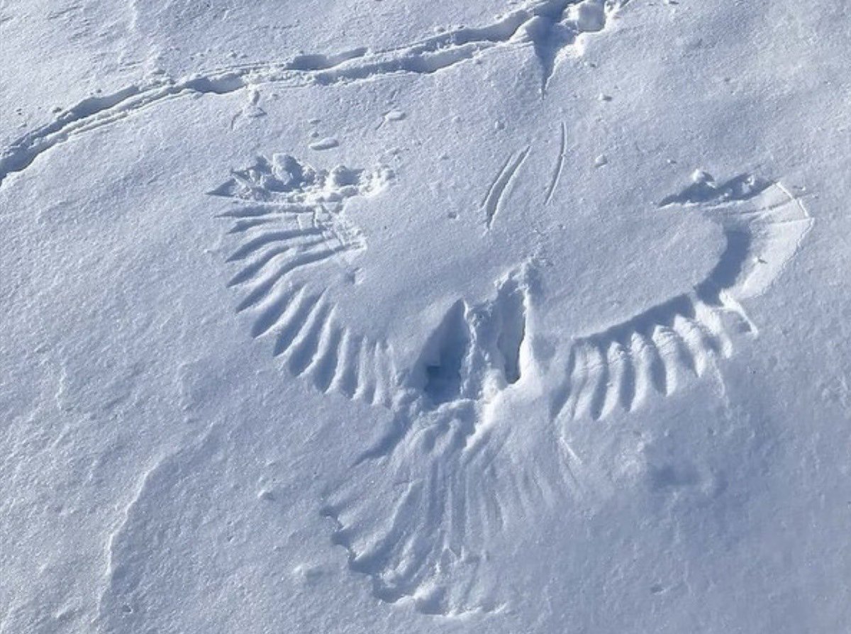 vixenlona's tweet photo. Owls create snow angel imprints while hunting in winter when they swoop down to catch mice or squirrels. https://t.co/20xXG8QRAm
