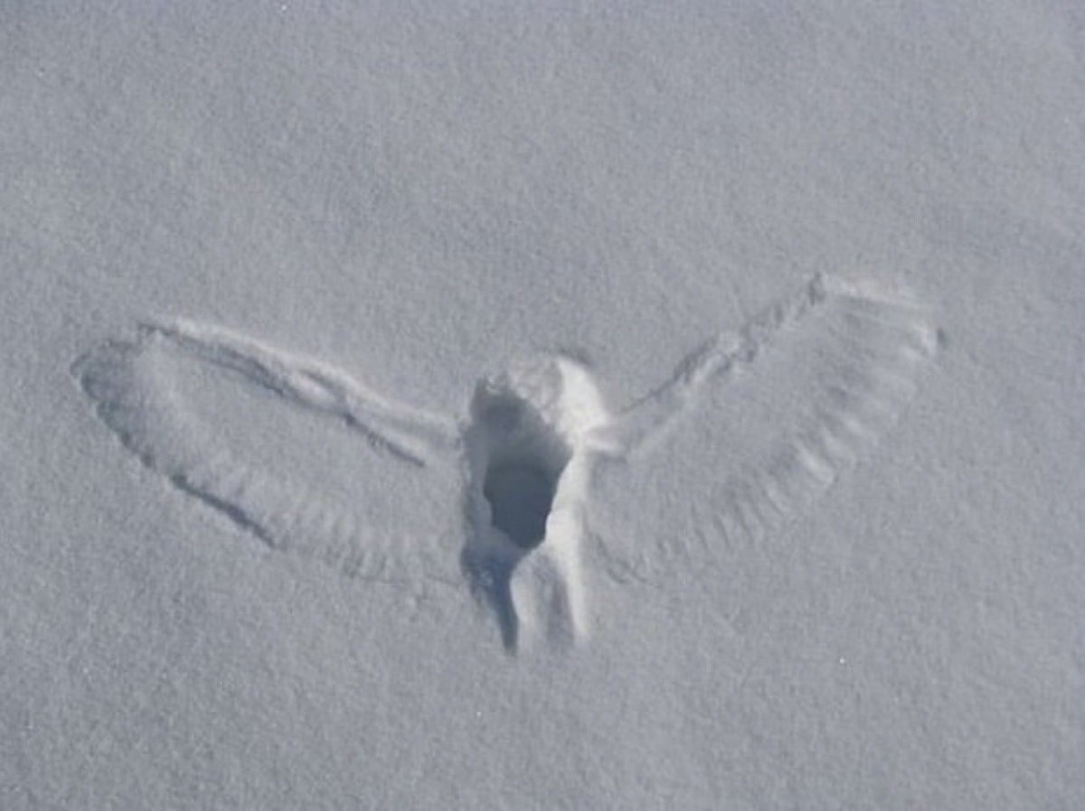 vixenlona's tweet photo. Owls create snow angel imprints while hunting in winter when they swoop down to catch mice or squirrels. https://t.co/20xXG8QRAm