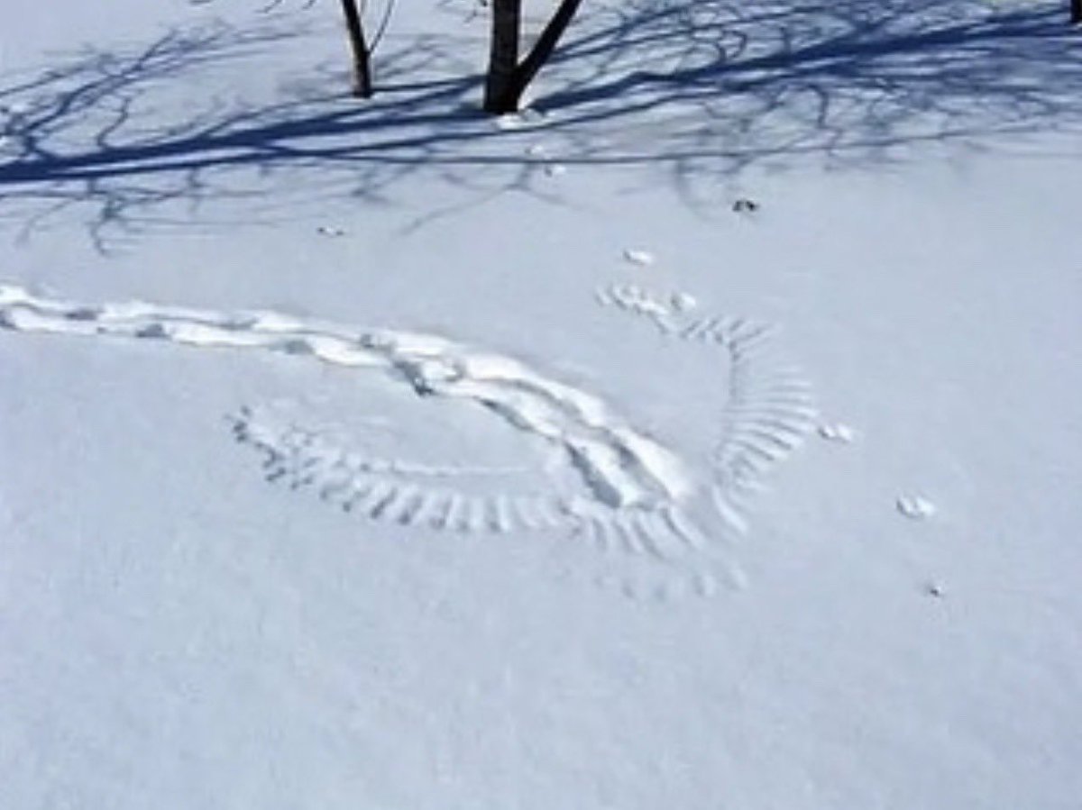 vixenlona's tweet photo. Owls create snow angel imprints while hunting in winter when they swoop down to catch mice or squirrels. https://t.co/20xXG8QRAm