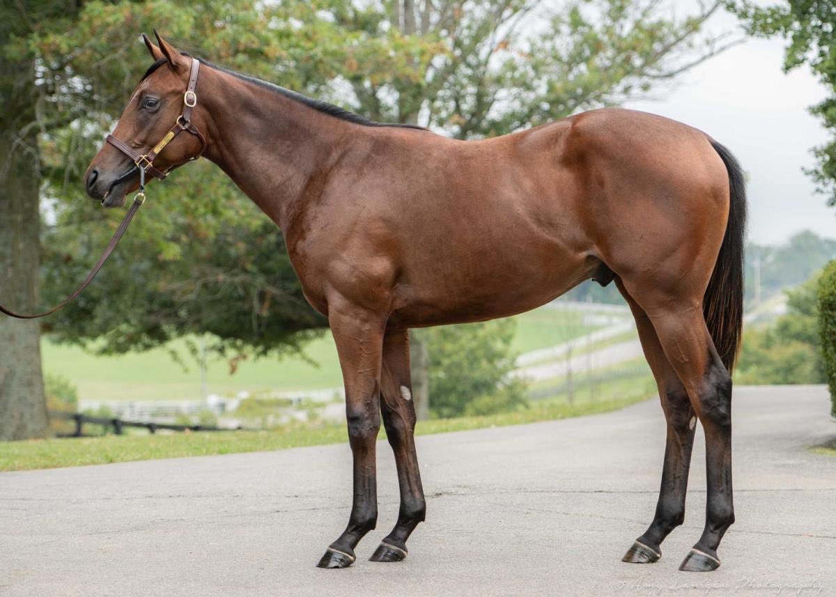 DarleyAmerica's tweet photo. 🔥 Hip 319, a #StreetSense colt from the @FedamoreStable consignment, goes to @PinOakStud for $500,000 @keenelandsales September!

👉 He was bred by PM Equine Investments, LLC https://t.co/WS7oKRyh3w