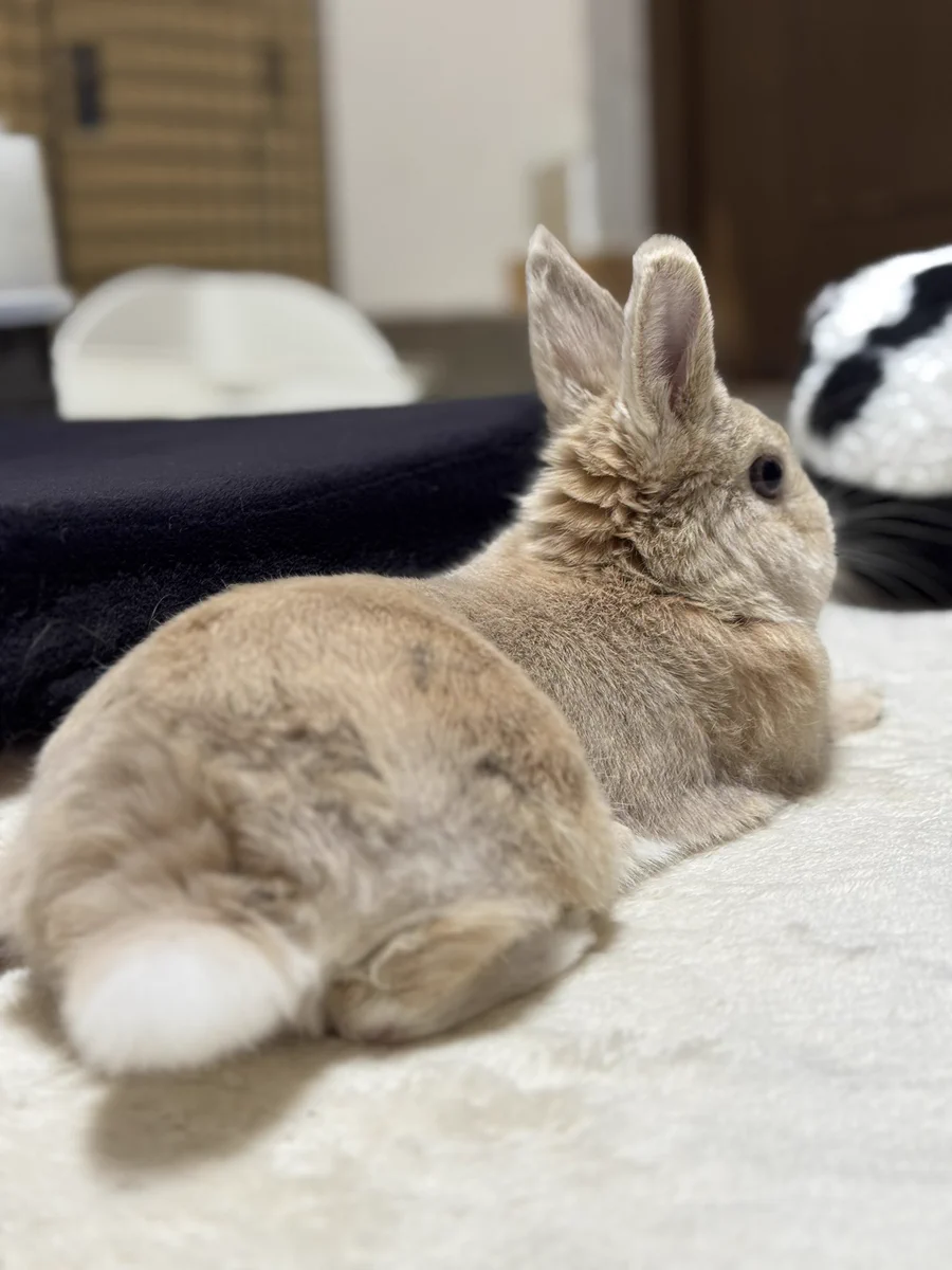 うさぎ on X: 