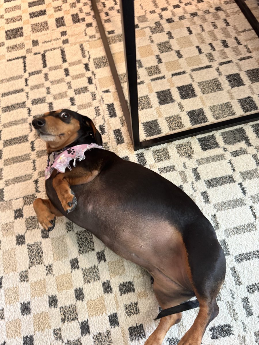 caneorca's tweet photo. Your so fat stop looking at me like that i said stop https://t.co/qczjBREDZg