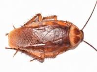 ReWilson43's tweet photo. @TrumpLoy0 Cockroach https://t.co/2Dkwij6Vfx