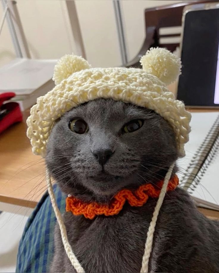 yulrangee's tweet photo. @yngb0ki ma ciao meowmeow, sei tanto tenero e fortunatissimo ad aver trovato una casa accogliente. ♥️ a vederti così credo che andresti d’accordo con la mia yona 🐈‍⬛ (e baegdo 🐶)~! https://t.co/51VqXzX9F9