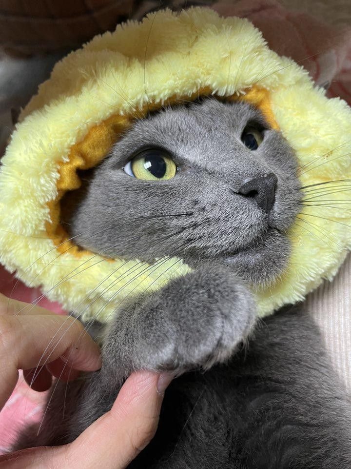 yulrangee's tweet photo. @yngb0ki ma ciao meowmeow, sei tanto tenero e fortunatissimo ad aver trovato una casa accogliente. ♥️ a vederti così credo che andresti d’accordo con la mia yona 🐈‍⬛ (e baegdo 🐶)~! https://t.co/51VqXzX9F9