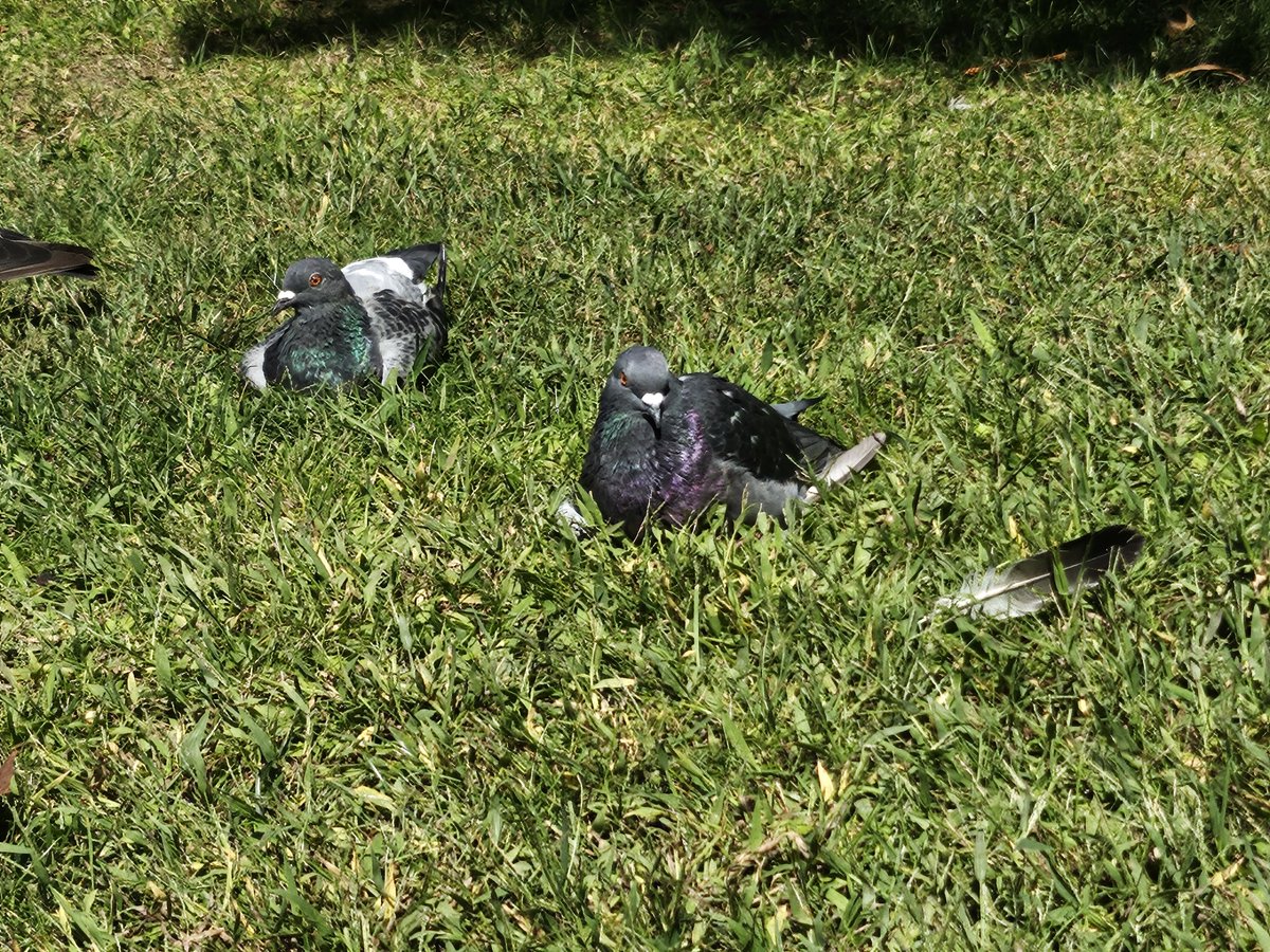 CodexLibrarian's tweet photo. Eles são tão bonitinhos mds, eu amo pombos deitados na grama https://t.co/MwugP34IcY