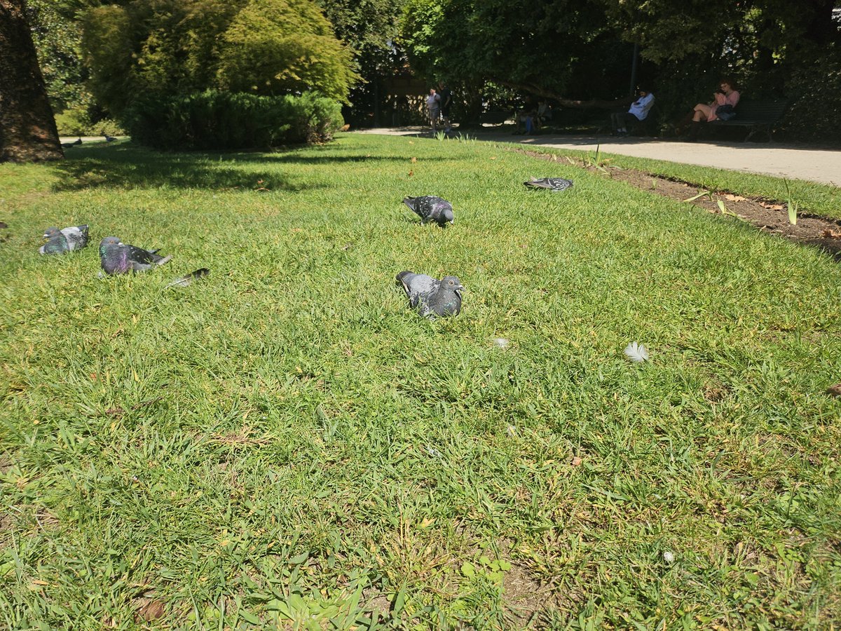 CodexLibrarian's tweet photo. Eles são tão bonitinhos mds, eu amo pombos deitados na grama https://t.co/MwugP34IcY