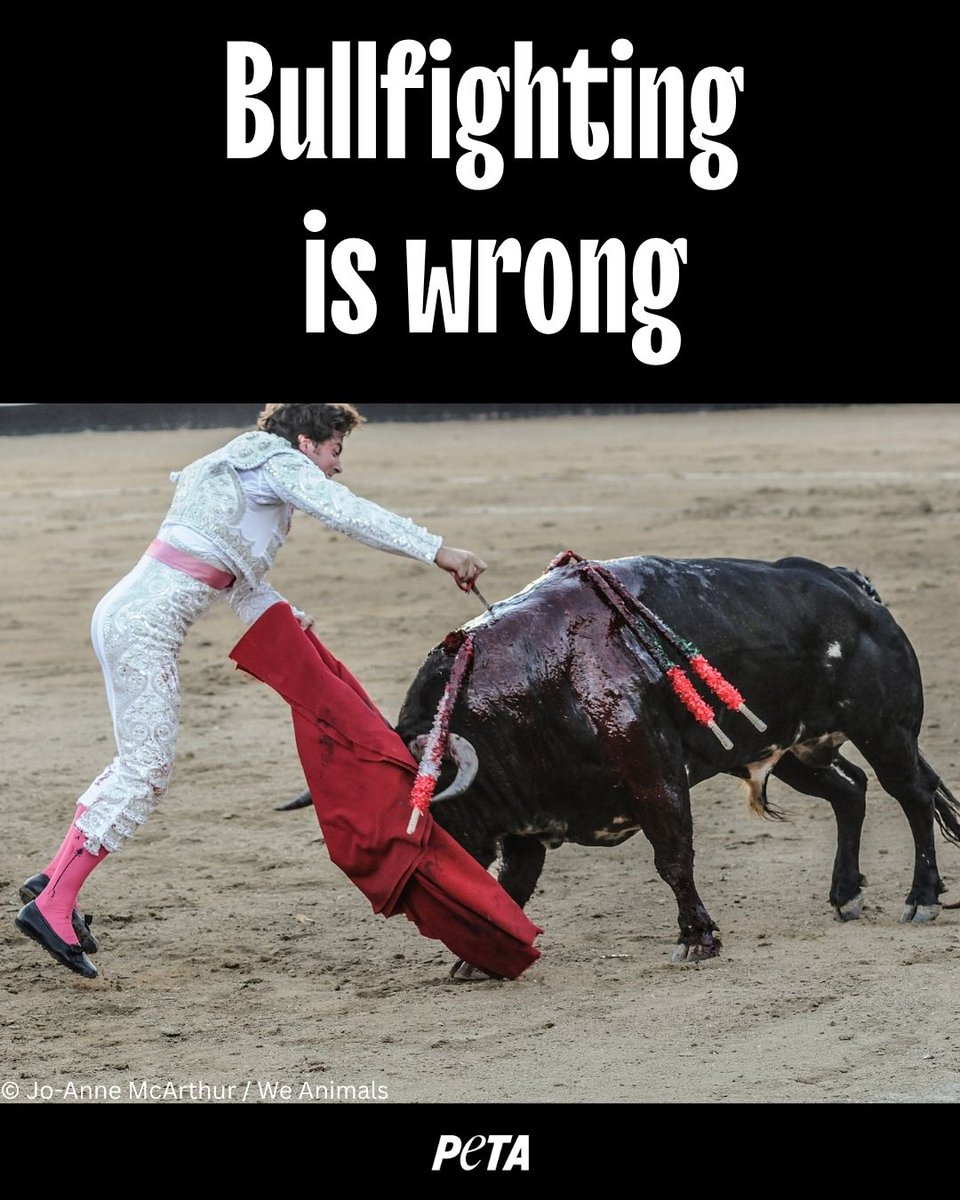 PETAUK's tweet photo. Every bullfight ends in blood. 
This is violence, not sport.
REPOST if you believe this cruelty must end. https://t.co/fsQtUHnNOb