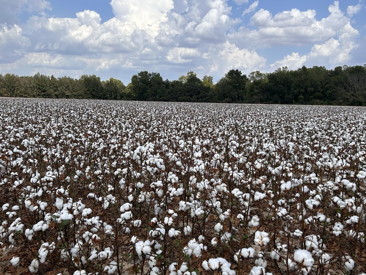 DelkDennis's tweet photo. Bout time for cotton to be picked https://t.co/4EUjvlSRrm