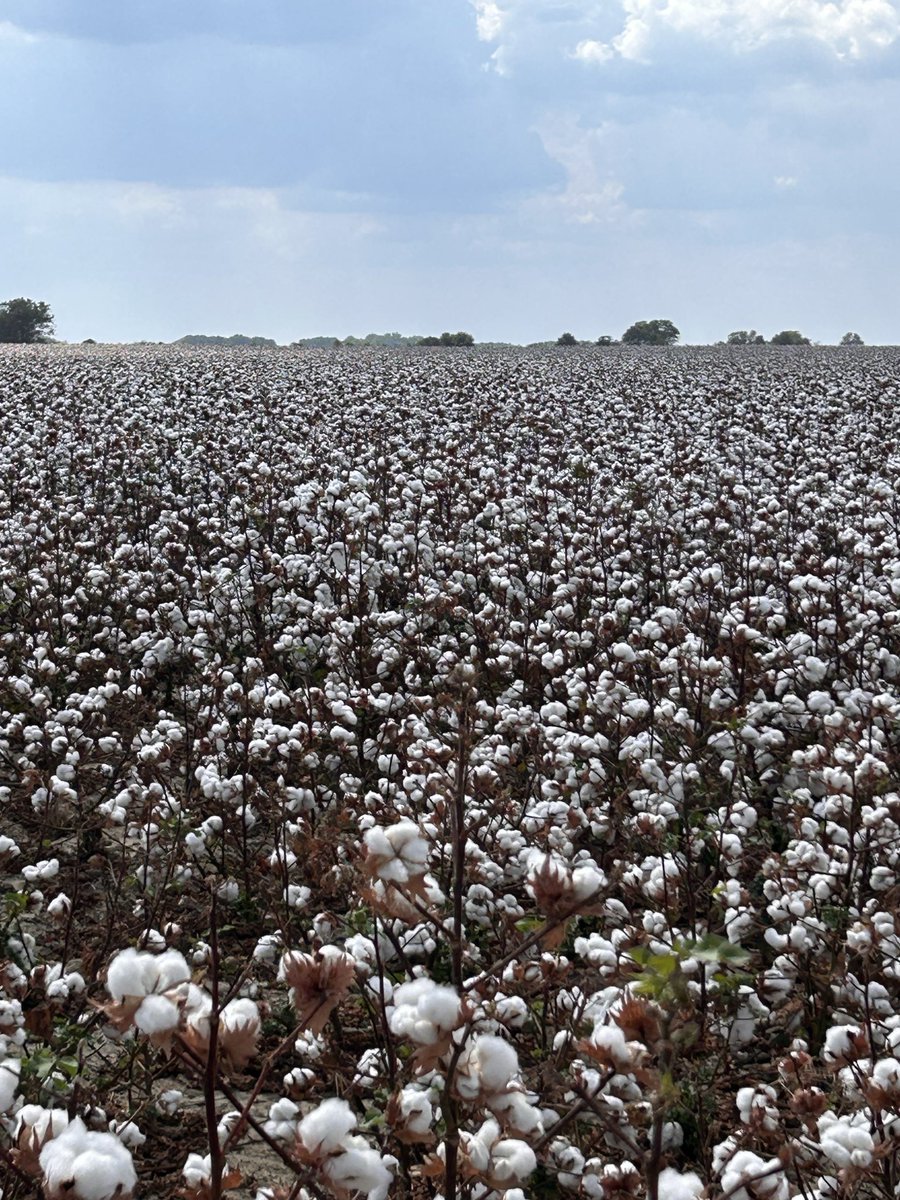 DelkDennis's tweet photo. Bout time for cotton to be picked https://t.co/4EUjvlSRrm