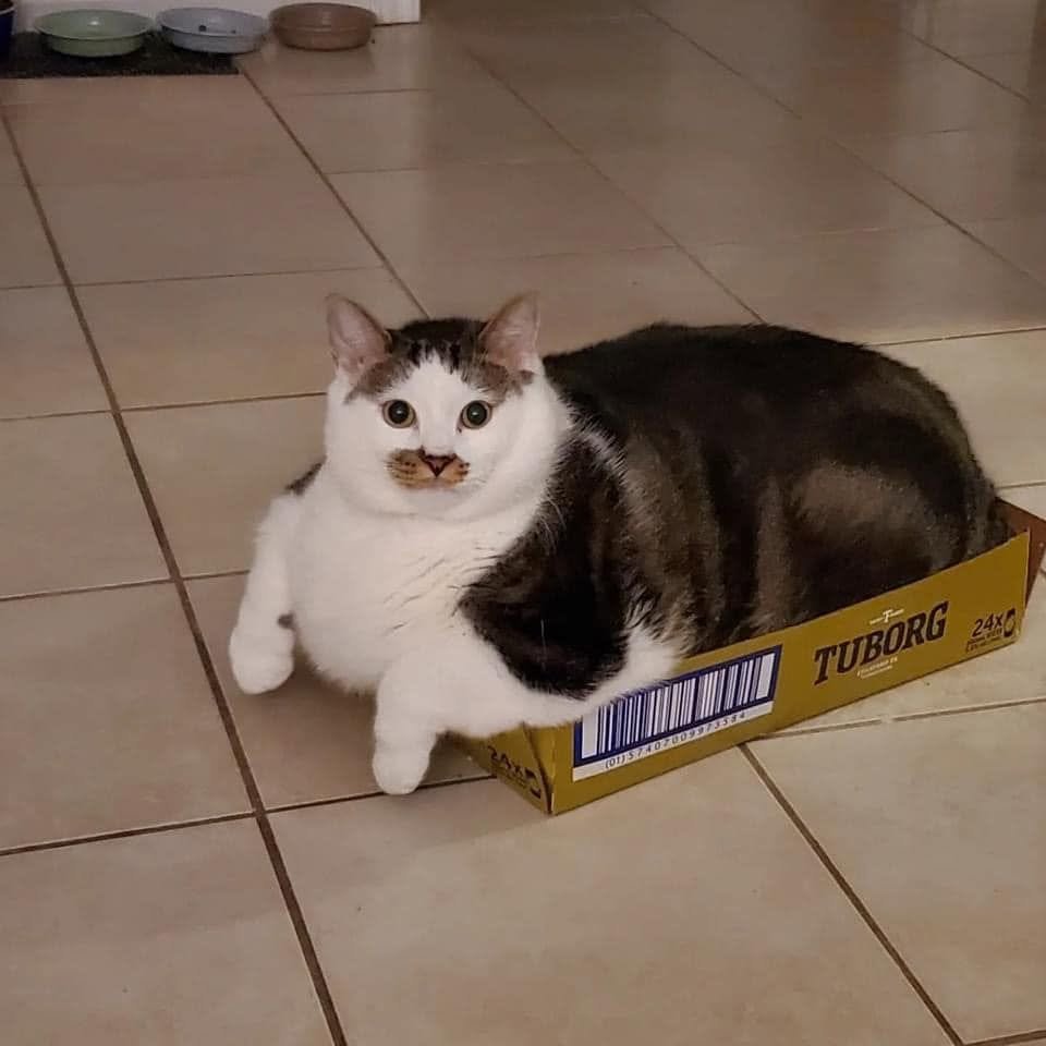Gatão cinza e branco com uma mancha cinza no focinho parecendo um bigode gordo deitado dentro de uma caixa de papelão pequena preenchendo ela todinha e ficando com o peito e as patinhas da frente de fora