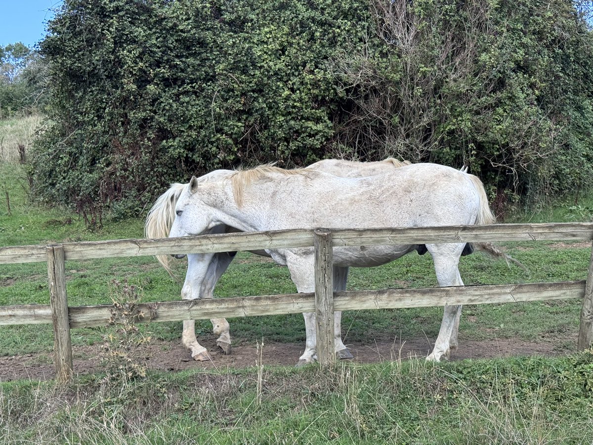 sylvaniantab's tweet photo. 乗馬クラブをリタイヤした馬たちが暮らす放牧場が滞在先にあって、散歩の度にこの子たちに逢う。兄弟らしい白馬はウトウトしながらお互いの尻尾でお互いの顔の前の羽虫を追い払う。フライガードを付けている日もあるけど、こうして寄り添う二頭に逢える日はとても尊い。 https://t.co/I1YMKhhmzc