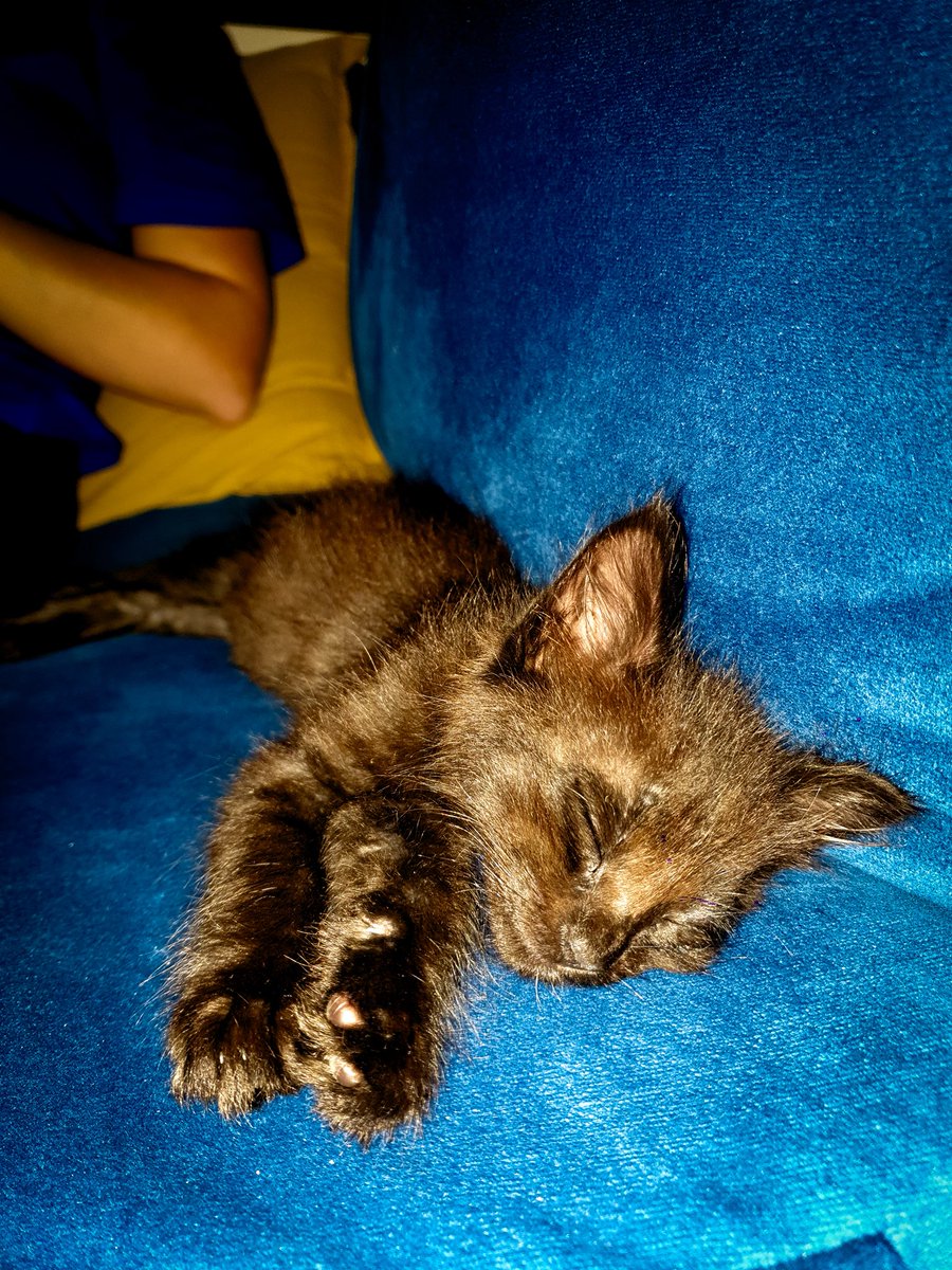Bronul's tweet photo. La primer foto que le saque cuando era tierno/ la última siendo el sorete en que se convirtió. TEAMO CON LOCURA GORDO https://t.co/4aZiRneJD3