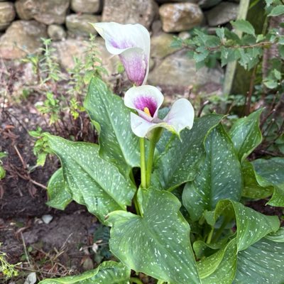 ElsieTheDancer's tweet photo. #NewProfilePic https://t.co/3gDw9Vvc3Z