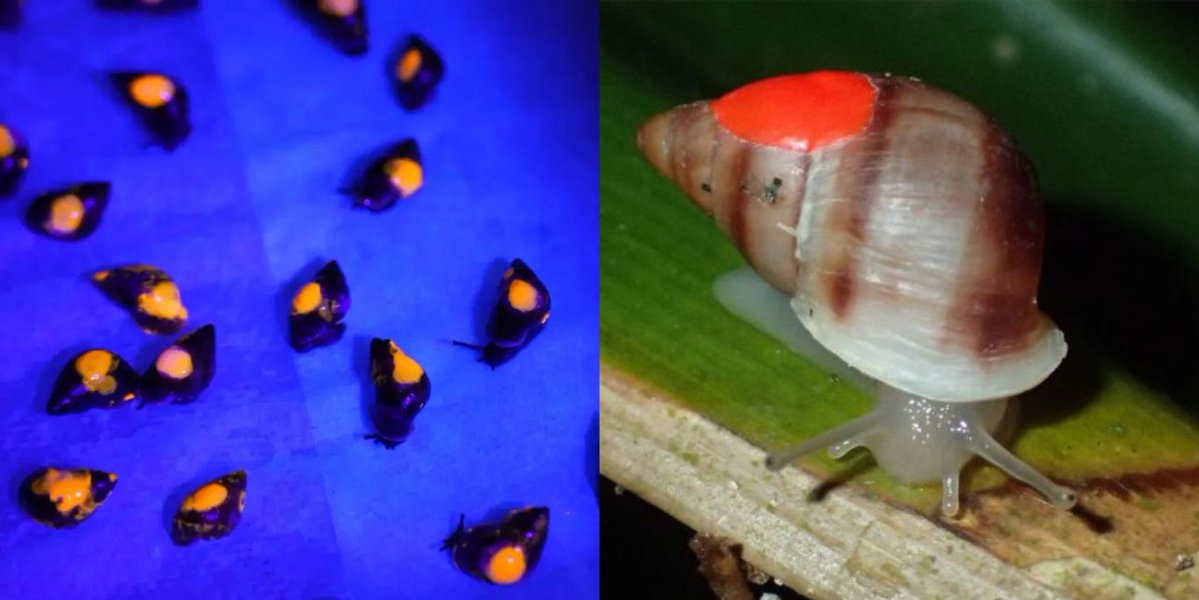 giveashitnature's tweet photo. 500 snails were just mailed out priority overnight from a zoo in Michigan. Actual snail mail.

They're Partula snails, tree-dwelling and thumbnail-sized, native to a handful of islands in French Polynesia. 

Someone introduced the giant African land snail to Tahiti as a food crop. It became a pest. So someone else introduced the rosy wolf snail to eat it. The rosy wolf snail ignored the African snail and ate the Partulas instead. 

A handful of zoos took what was left into captivity and have been breeding them ever since.

The current batch was raised at the Detroit Zoo, shipped overnight to St. Louis for a specialized diet to prep them for the wild, and is headed to Tahiti. Insulated packaging, phase-change packs to hold temperature steady. The Audubon Nature Institute in New Orleans sent 200 of their own.

Every shell gets a dot of animal-safe paint that glows under UV. The color changes by year, so a researcher with a blacklight in a Tahitian forest can tell you which cohort a snail came from.

The program has now returned over 17,000 snails across 11 species that were extinct in the wild.

And they're breeding out there. Partula nodosa, a species that existed only in zoos, has produced wild-born young.

But the curator's definition of success is clear: a self-sustaining population, reproducing on their own, in habitat that's actually protected. Not a number released, but a population that no longer needs the mail to make it.
