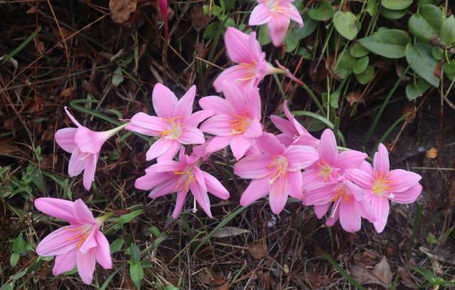 selfgriefcare's tweet photo. おはようございます☀️

今日の花は
「ゼフィランサス」🌸

🌿今日この花が
目に留まったあなたへ
「思いがけないタイミングで
道はひらく。」

今すぐ答えが見えなくても大丈夫✨

今日は小さな変化を楽しんで😊

#今日の花 #花占い 
#TLを花でいっぱいにしよう https://t.co/3C28L01COR