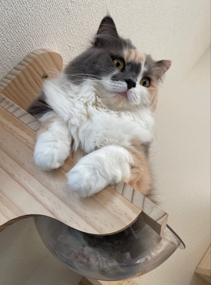 u_w76's tweet photo. おはにゃん https://t.co/Zt8qyN0kIK