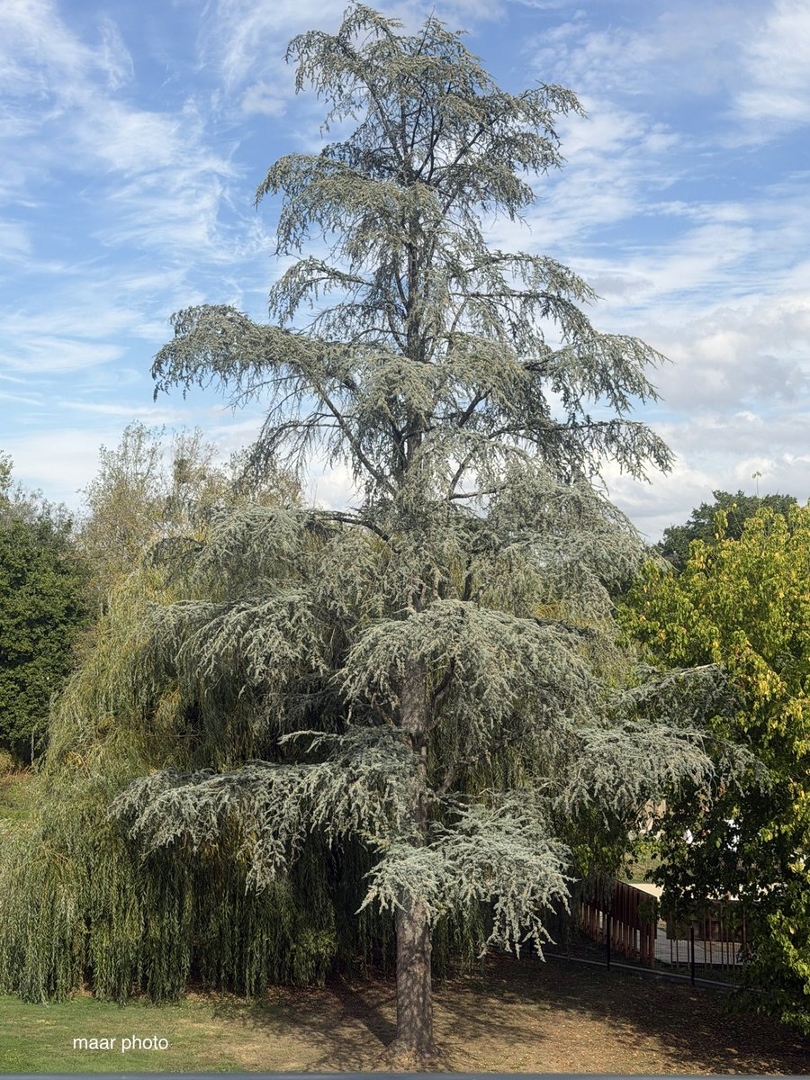 becel_maryvonne's tweet photo. Arbre pris en plongée
#phototime #PhotoArt #photo
#foto #naturescenery #nature #arbre
#tree #arbol #paysage #landscape https://t.co/ZbxWJAPF0b
