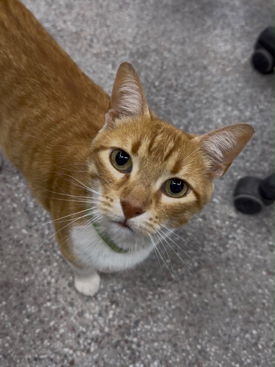 delpynews's tweet photo. ▶️ SE PERDIÓ ASU, EL GATO DE LA MUNICIPALIDAD DE ASUNCIÓN | 🐱🚨

Asu, el gato de la Municipalidad de Asunción, está desaparecido y desde sus redes pidieron ayuda para encontrarlo.

🐾 “Humanos, me perdí y necesito de su ayuda para volver a la Muni”, escribieron.

📲 Si alguien lo vio o tiene información sobre su paradero, puede comunicarse con las cuentas oficiales y ayudar compartiendo la publicación.

📄elgatoasu / muniasu (Instagram)