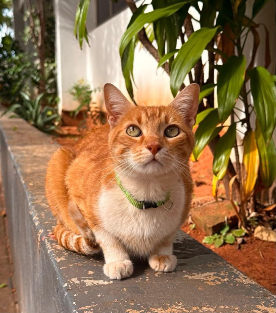 delpynews's tweet photo. ▶️ SE PERDIÓ ASU, EL GATO DE LA MUNICIPALIDAD DE ASUNCIÓN | 🐱🚨

Asu, el gato de la Municipalidad de Asunción, está desaparecido y desde sus redes pidieron ayuda para encontrarlo.

🐾 “Humanos, me perdí y necesito de su ayuda para volver a la Muni”, escribieron.

📲 Si alguien lo vio o tiene información sobre su paradero, puede comunicarse con las cuentas oficiales y ayudar compartiendo la publicación.

📄elgatoasu / muniasu (Instagram)
