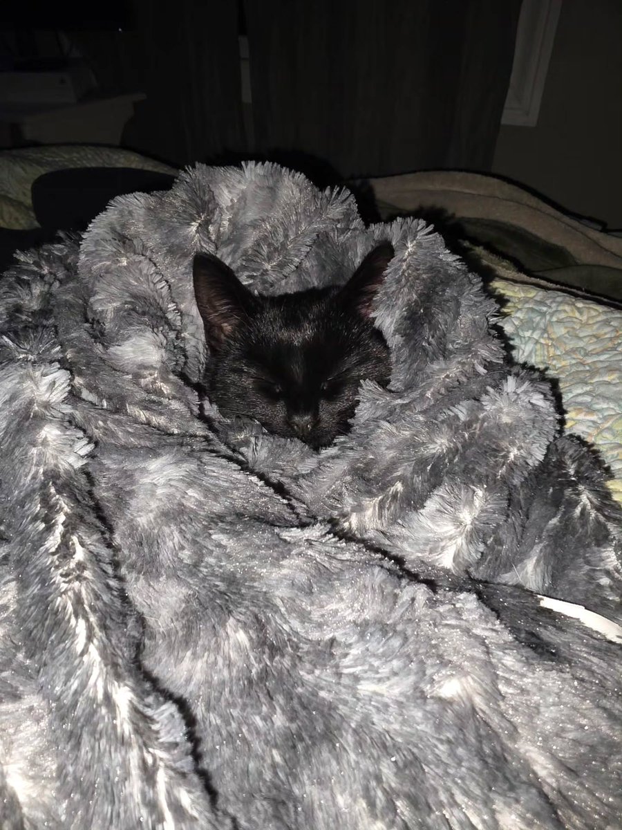 BariHanisch's tweet photo. Nyxie enjoys being a purrito during the cold winter months. https://t.co/eLGAelBvdD