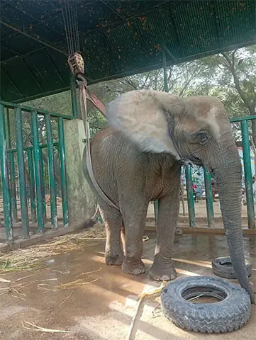 jayne_loza's tweet photo. Madhubala🐘 collapsed, her hind leg appears severely swollen. This is an urgent welfare concern. Karachi Safari Park must disclose what happened, the suspected cause, diagnostic findings, treatment and next steps. @KmcPakistan @murtazawahab1 #SOSMadhubala https://t.co/pvVmdqcElv