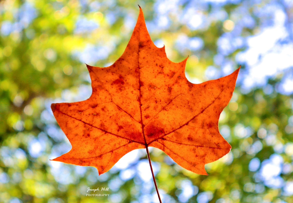 JosephHill3794's tweet photo. Early Autumn🍁
Photo By: Joseph Hill🙂📸🍁

#EarlyAutumn🍁 #Autumn🍁 #autumnleaf #leaf #beautiful #nature #autumnvibes #autumnphotography #SouthernPinesNC #September https://t.co/HOaJFgTqLX