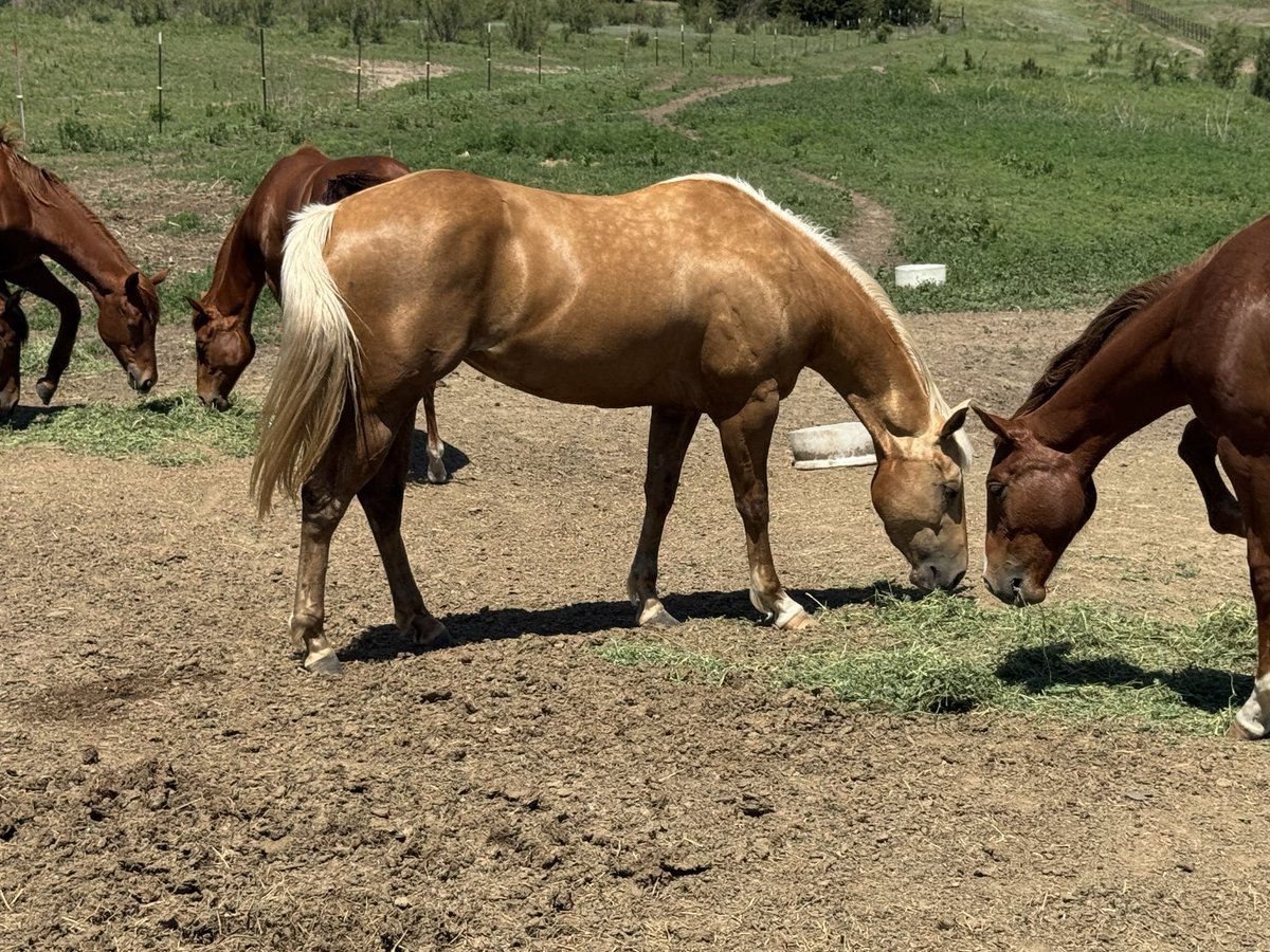 SoniaBillya2's tweet photo. Beautiful evening here in wake forex,all this horses 🐎 are available for sales, hit me up on my signal number link on bio https://t.co/h6aPTXa50a