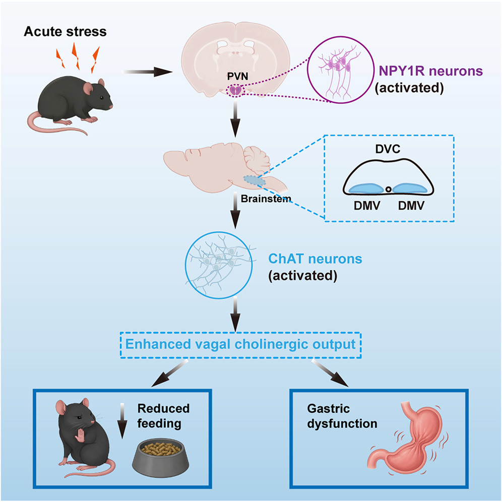 NeuralCell's tweet photo. A new study reveals a hypothalamic-brainstem circuit linking acute stress to feeding suppression and gastric dysfunction. 

Read the paper: https://t.co/uDg1dZ2kC0

Led by first author Dan Dai and corresponding authors Jinfei Ni and Shumin Duan at @FudanUniv and Zhejiang University.

#Neuroscience #StressResponse
