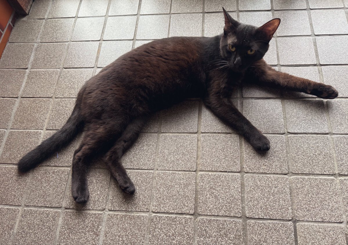 Coco_Nekosan's tweet photo. はい、おはよー https://t.co/xpEKgHKSvO
