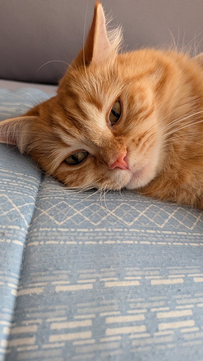 Kukuna0928's tweet photo. 朝はおねむ😺
#サイベリアン　#猫のいる暮らし　#猫好きさんと繋がりたい https://t.co/4oLoyOMPA3