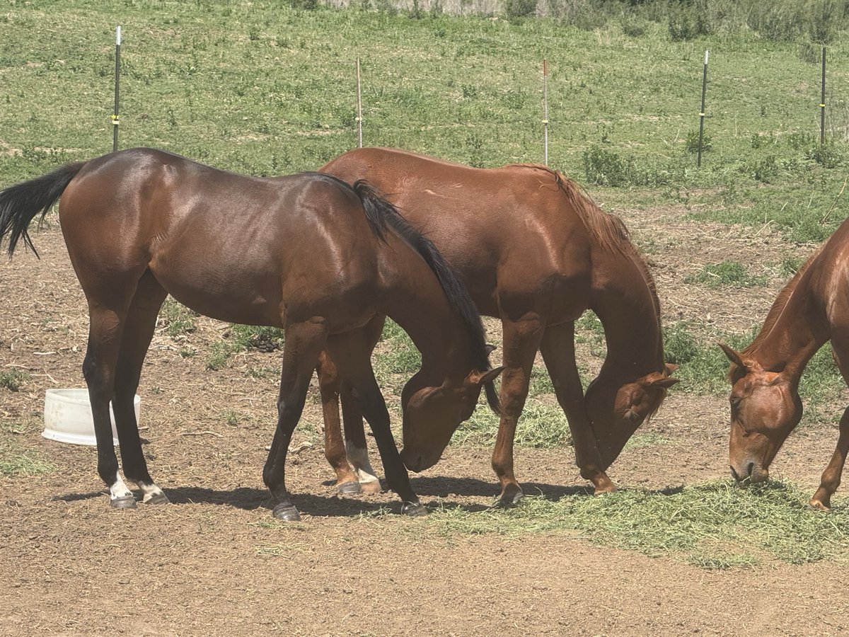 SoniaBillya2's tweet photo. Beautiful evening here in wake forex,all this horses 🐎 are available for sales, hit me up on my signal number link on bio https://t.co/h6aPTXa50a