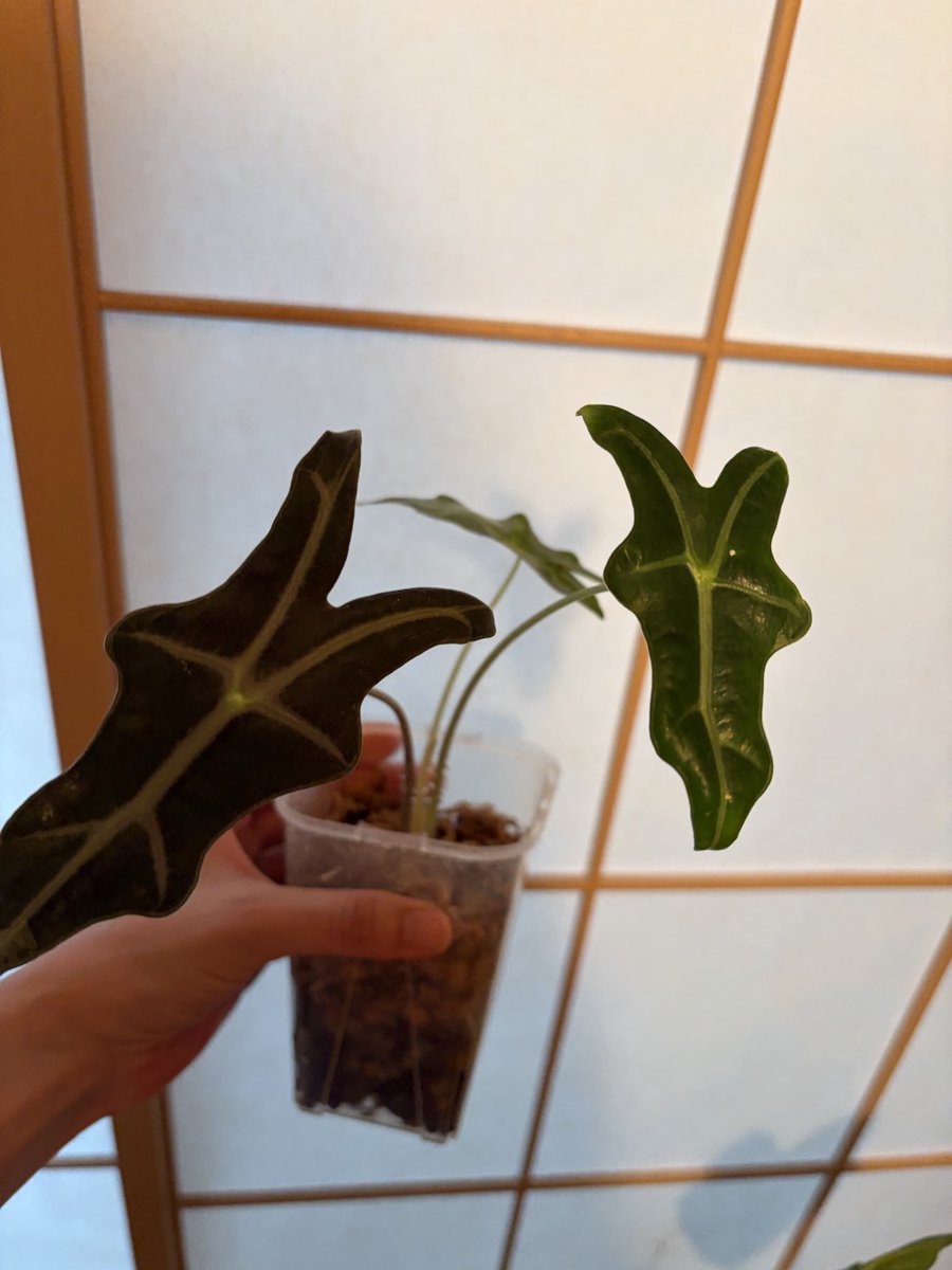 abcmiii11's tweet photo. アロカシアドアーフは葉がたくさん☺️
ノビリスは葉が1枚増えました🌱
ベルベットもドリルになってるからそろそろ葉が開く☺️ https://t.co/gDGouY46nn