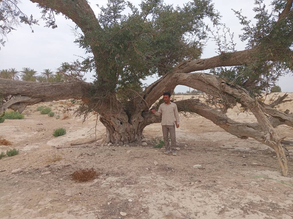 DasmahMohammad's tweet photo. درخت کنار کهنسال روستای کرزا از توابع شهرستان لامرد استان فارس
با قدمتی بیش از 500 سال https://t.co/D7YY2Lc604