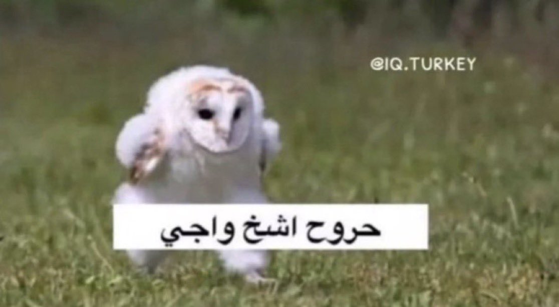 __eventsMT's tweet photo. كالعاده اول مايجي  شي مهم 

ابو شايع : https://t.co/4vgNIP6pg3