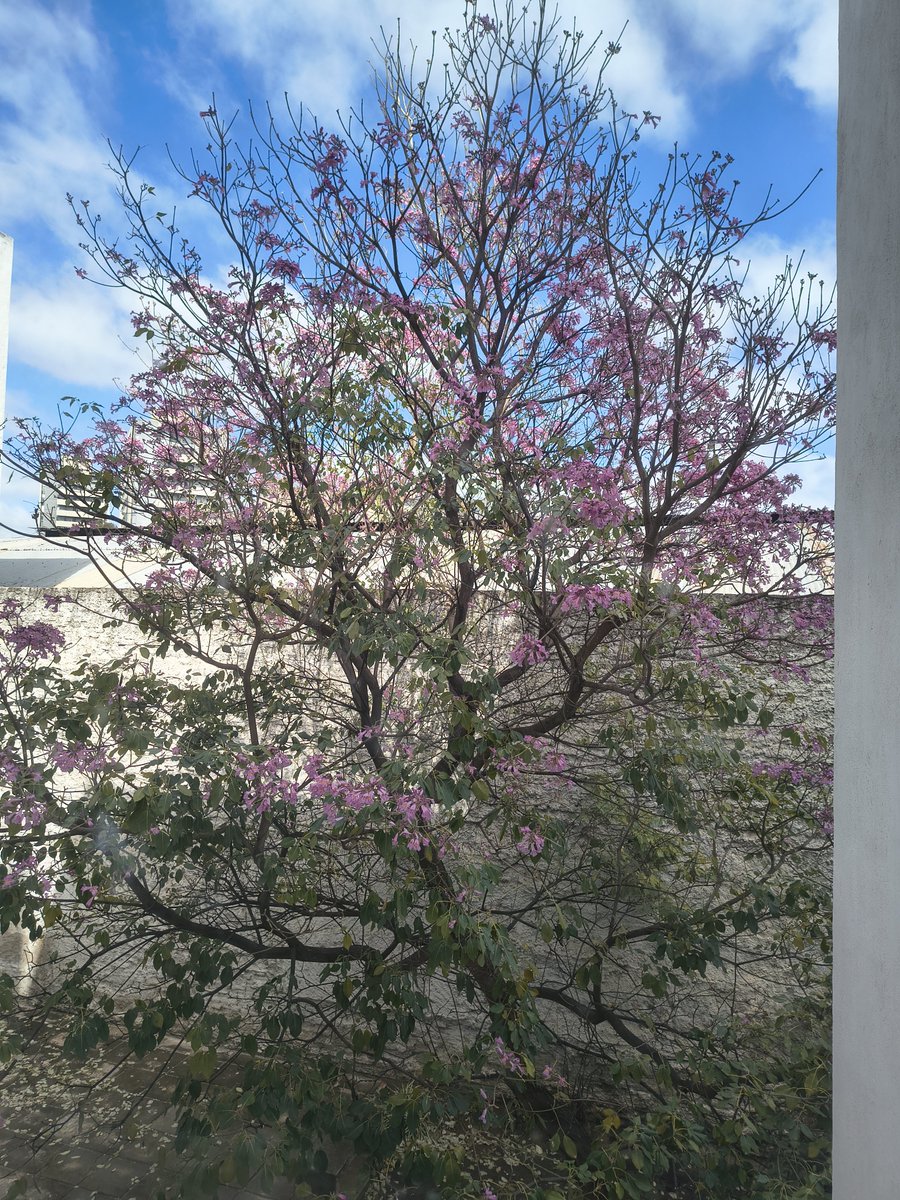 conex94's tweet photo. #primavera https://t.co/OfKC4r16Do