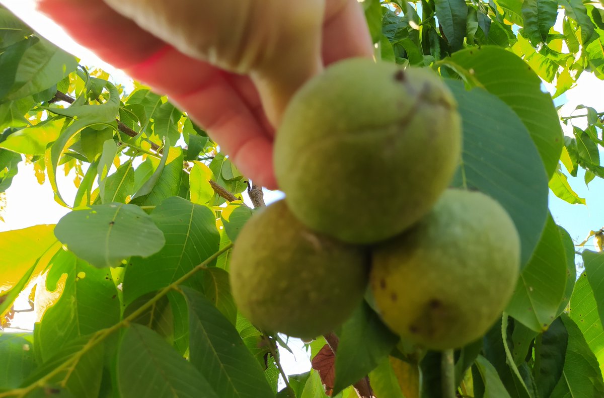 ESDERADE's tweet photo. Sonbahar adımlarını sıklaştırdı. Ceviz dalından kopmak istedi. Varlığını devam ettirmesi için bunu yapmak zorundaydı.Tepesindeki yaprakların yüzü solmaya başladı. Cırcır böcekleri hala ötüyor.Söylemedim onlara Ağustosun gittiğini.Eylül'ün cebinde biraz yağmur biraz güneş saklı... https://t.co/XftRxKIF6L