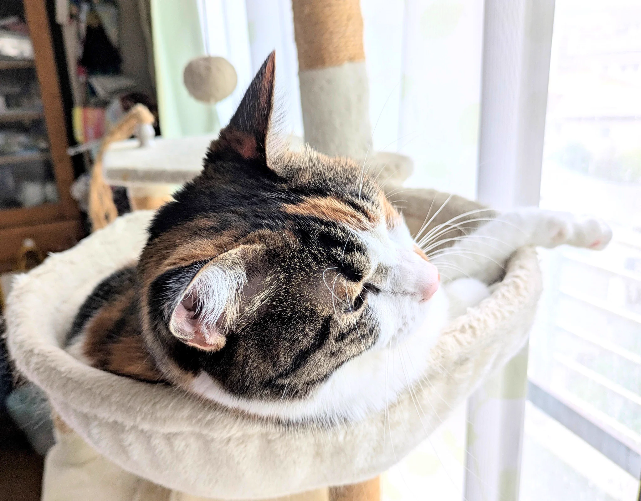 【一作限り】雨音に包まれて眠るキジトラ猫　H906 はぴらき🌟＆あい💖🐱😺 on X: 