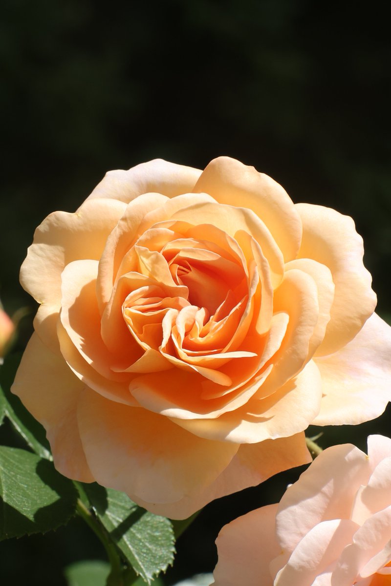 gontanokoneroku's tweet photo. Rose 😃

#Photography #Flowers #Rose https://t.co/79t3TuTQOB