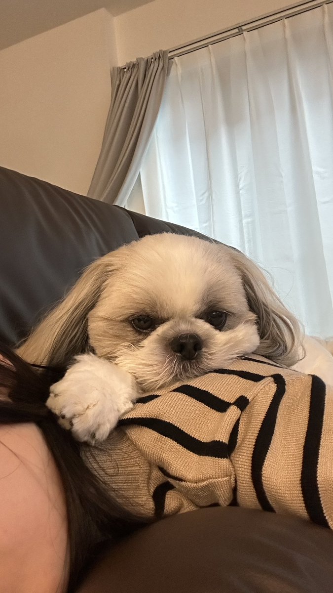 shihtzu_apollo's tweet photo. 🐶お客さん、背中の温熱療法しときますね🔥 https://t.co/kcJ8FvrUwr