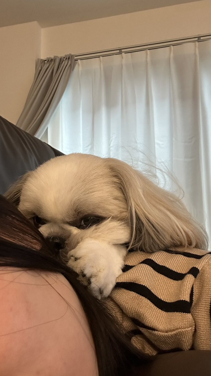 shihtzu_apollo's tweet photo. 🐶お客さん、背中の温熱療法しときますね🔥 https://t.co/kcJ8FvrUwr