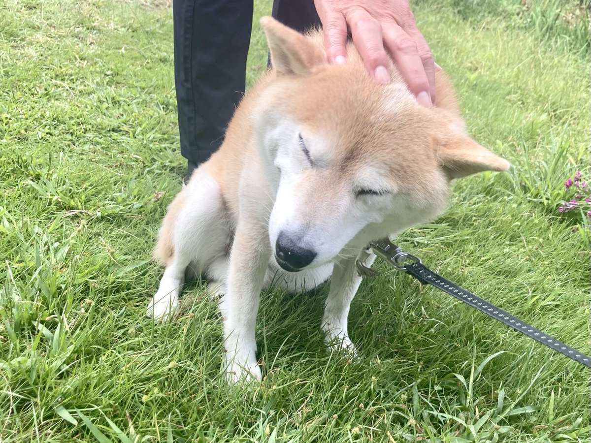 inu_10kg's tweet photo. おはようさん
母に頭撫でられる犬みて今日も一日なんとか https://t.co/Z5KJuLq0vf
